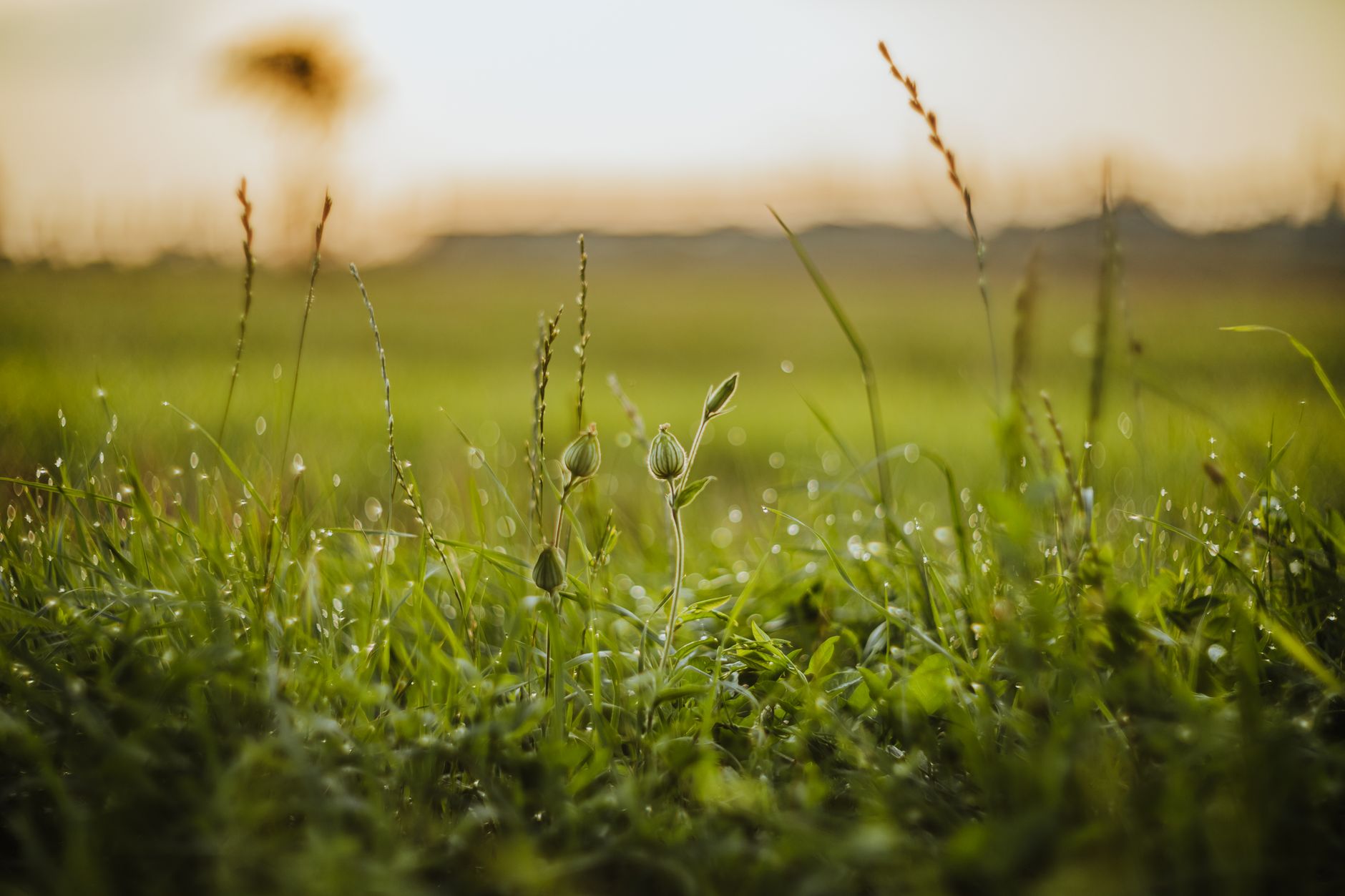 Stille grüne Wiese im weichen Morgenlicht