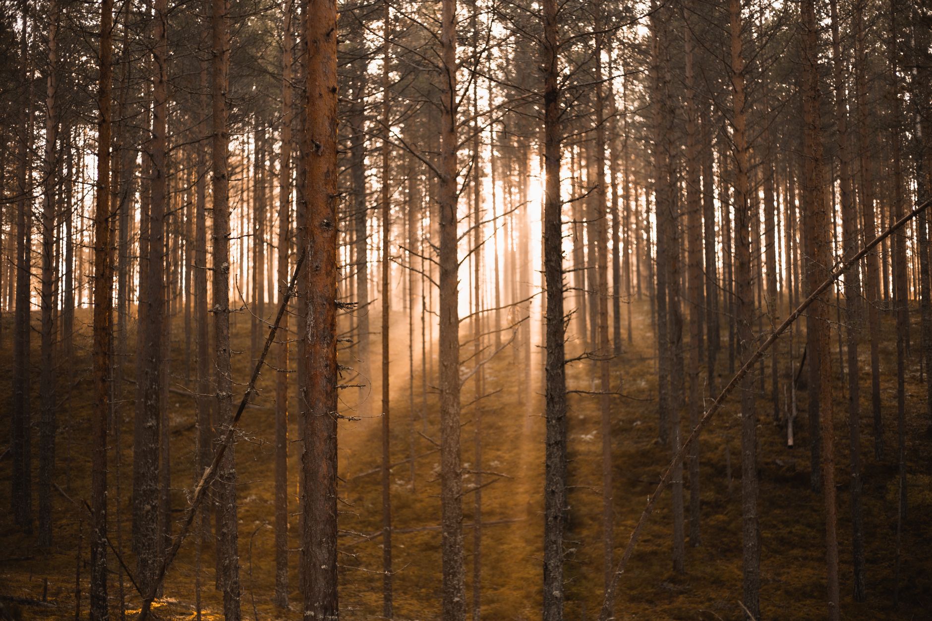 Sonnenstrahlen fallen durch einen stillen, friedvollen Wald